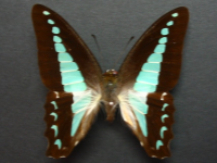 Graphium choredon - Adult